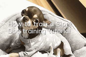 How to train a Sipaj Dog training tutorial