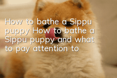 How to bathe a Sippu puppy? How to bathe a Sippu puppy and what to pay attention to