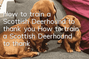 How to train a Scottish Deerhound to thank you How to train a Scottish Deerhound to thank you