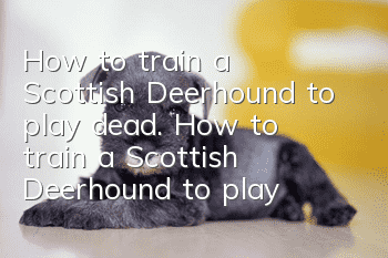 How to train a Scottish Deerhound to play dead. How to train a Scottish Deerhound to play dead.
