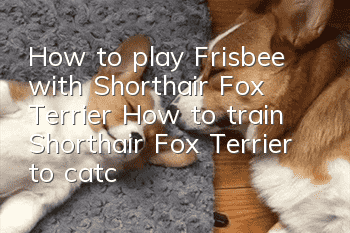 How to play Frisbee with Shorthair Fox Terrier? How to train Shorthair Fox Terrier to catch Frisbee