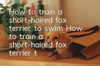 How to train a short-haired fox terrier to swim? How to train a short-haired fox terrier to swim?