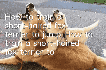 How to train a short-haired fox terrier to jump How to train a short-haired fox terrier to jump