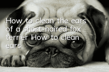 How to clean the ears of a short-haired fox terrier How to clean ears