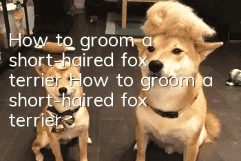 How to groom a short-haired fox terrier How to groom a short-haired fox terrier