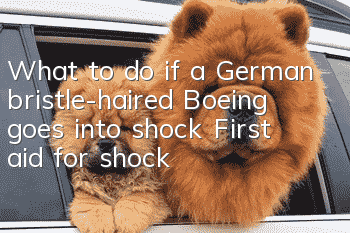 What to do if a German bristle-haired Boeing goes into shock? First aid for shock