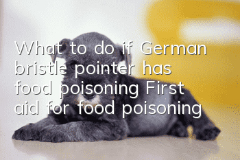 What to do if German bristle pointer has food poisoning? First aid for food poisoning