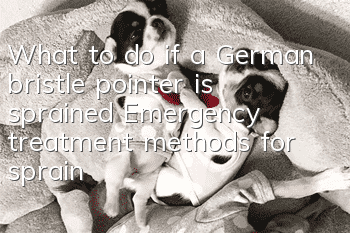What to do if a German bristle pointer is sprained? Emergency treatment methods for sprains
