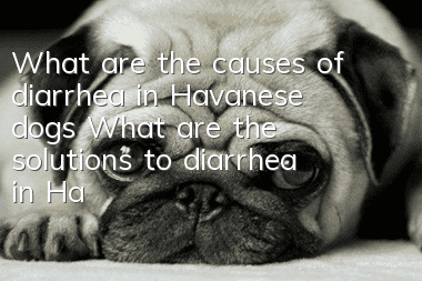 What are the causes of diarrhea in Havanese dogs? What are the solutions to diarrhea in Havanese dogs?