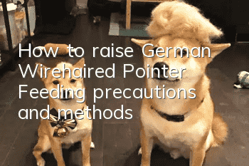 How to raise German Wirehaired Pointer? Feeding precautions and methods