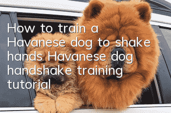 How to train a Havanese dog to shake hands Havanese dog handshake training tutorial