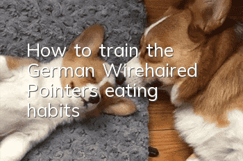 How to train the German Wirehaired Pointer’s eating habits