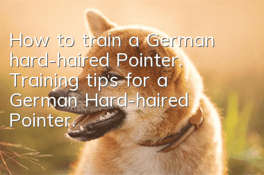 How to train a German hard-haired Pointer. Training tips for a German Hard-haired Pointer.