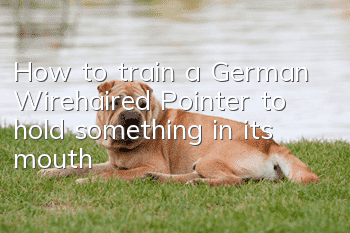 How to train a German Wirehaired Pointer to hold something in its mouth