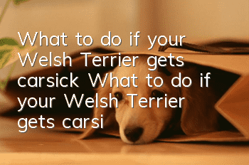 What to do if your Welsh Terrier gets carsick? What to do if your Welsh Terrier gets carsick?