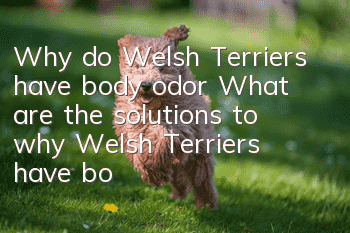 Why do Welsh Terriers have body odor? What are the solutions to why Welsh Terriers have body odor?