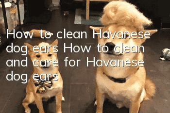 How to clean Havanese dog ears How to clean and care for Havanese dog ears