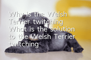 Why is the Welsh Terrier twitching? What is the solution to the Welsh Terrier twitching?