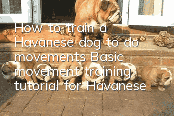 How to train a Havanese dog to do movements? Basic movement training tutorial for Havanese dogs