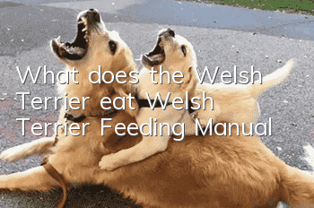 What does the Welsh Terrier eat? Welsh Terrier Feeding Manual