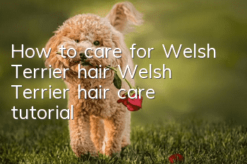 How to care for Welsh Terrier hair Welsh Terrier hair care tutorial