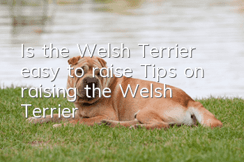 Is the Welsh Terrier easy to raise? Tips on raising the Welsh Terrier