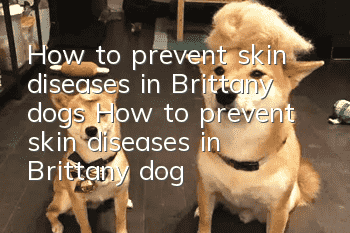 How to prevent skin diseases in Brittany dogs How to prevent skin diseases in Brittany dogs