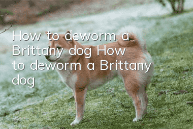 How to deworm a Brittany dog How to deworm a Brittany dog