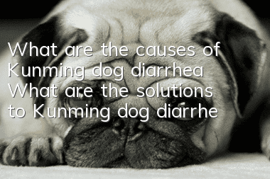 What are the causes of Kunming dog diarrhea? What are the solutions to Kunming dog diarrhea?