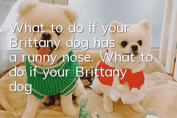 What to do if your Brittany dog has a runny nose. What to do if your Brittany dog has a runny nose.