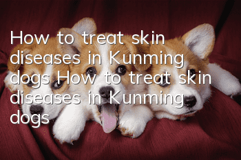 How to treat skin diseases in Kunming dogs How to treat skin diseases in Kunming dogs
