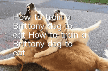 How to train a Brittany dog ​​to eat? How to train a Brittany dog ​​to eat?