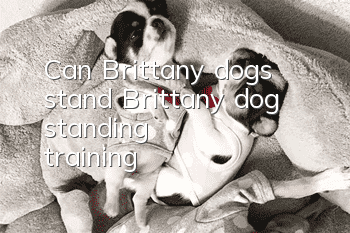 Can Brittany dogs stand? Brittany dog ​​standing training