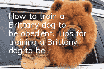 How to train a Brittany dog to be obedient. Tips for training a Brittany dog to be obedient.