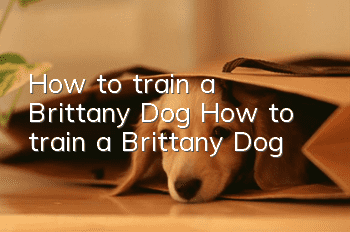 How to train a Brittany Dog How to train a Brittany Dog