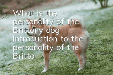 What is the personality of the Brittany dog? Introduction to the personality of the Brittany dog.