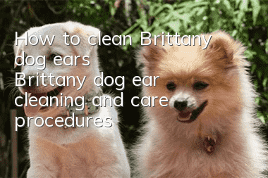 How to clean Brittany dog ​​ears? Brittany dog ​​ear cleaning and care procedures
