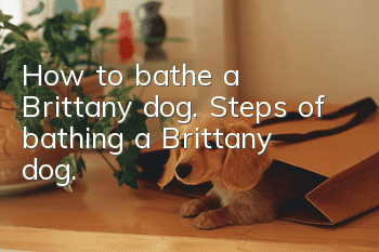 How to bathe a Brittany dog. Steps of bathing a Brittany dog.