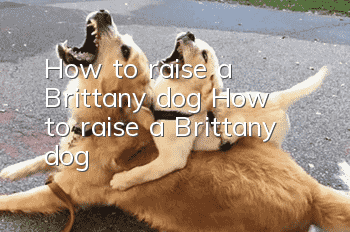 How to raise a Brittany dog ​​How to raise a Brittany dog