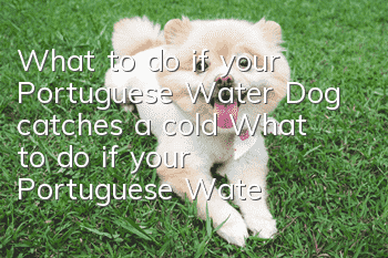 What to do if your Portuguese Water Dog catches a cold? What to do if your Portuguese Water Dog catches a cold?