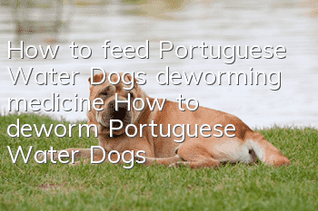 How to feed Portuguese Water Dogs deworming medicine? How to deworm Portuguese Water Dogs?