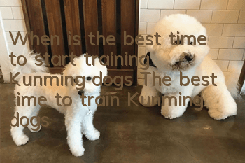 When is the best time to start training Kunming dogs? The best time to train Kunming dogs