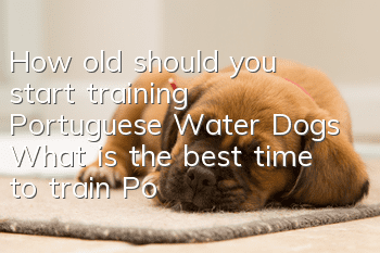 How old should you start training Portuguese Water Dogs? What is the best time to train Portuguese Water Dogs?