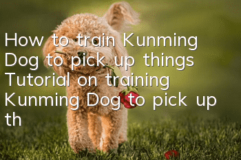 How to train Kunming Dog to pick up things? Tutorial on training Kunming Dog to pick up things.