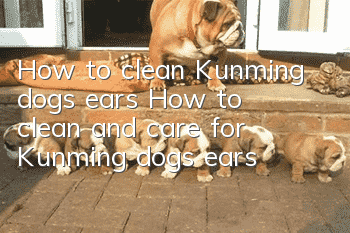 How to clean Kunming dog’s ears How to clean and care for Kunming dog’s ears