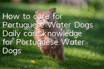 How to care for Portuguese Water Dogs Daily care knowledge for Portuguese Water Dogs