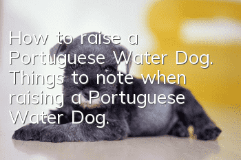 How to raise a Portuguese Water Dog. Things to note when raising a Portuguese Water Dog.