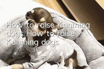How to raise Kunming dogs How to raise Kunming dogs