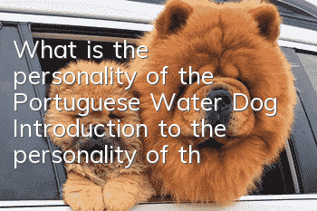 What is the personality of the Portuguese Water Dog? Introduction to the personality of the Portuguese Water Dog.
