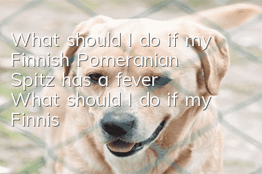 What should I do if my Finnish Pomeranian Spitz has a fever? What should I do if my Finnish Spitz has a fever?